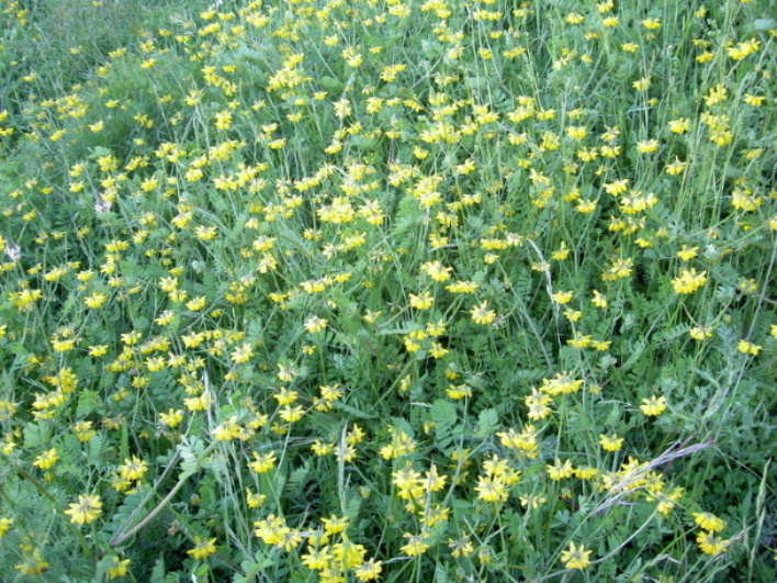 Fabacea da determinare-7